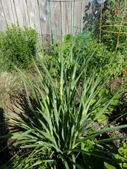 Eryngium yuccifolium
