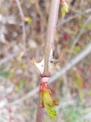 Rosoideae
