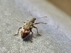 Polydrusus tereticollis