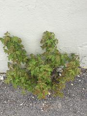 Acer negundo interius