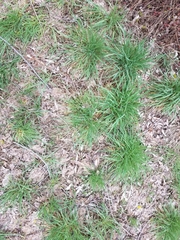 Poaceae