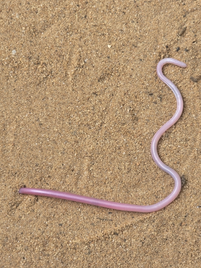Amphisbaena supernumeraria