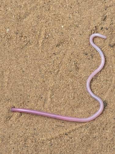 Amphisbaena supernumeraria
