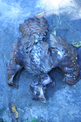 Steatornis caripensis