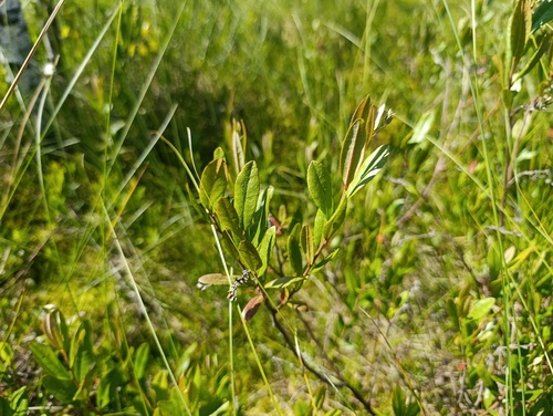 Наблюдение на iNaturalist