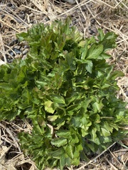 Angelica lucida