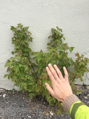 Acer negundo interius
