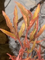 Magnoliopsida