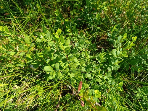 Наблюдение на iNaturalist