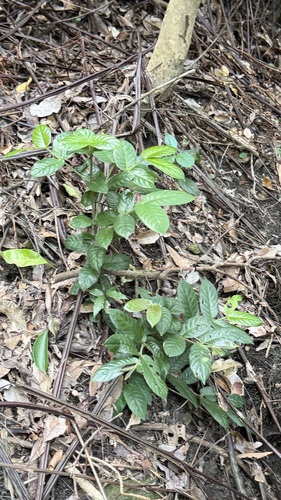 Lasianthus attenuatus, photograph 4