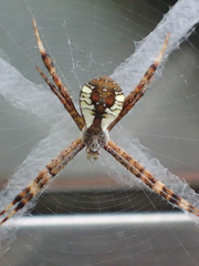 Argiope perforata