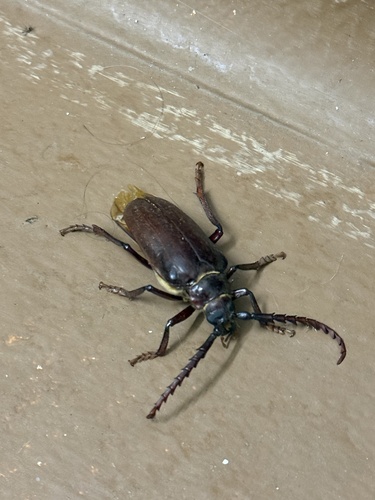 iNaturalist observation photo of California Root Borer