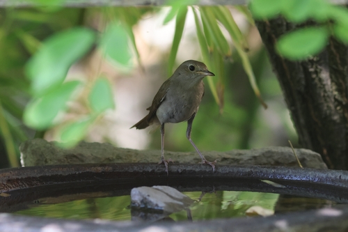 Common Nightingale