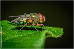 Hemilucilia