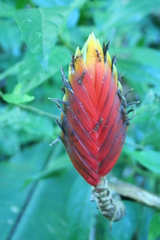 Heliconia episcopalis