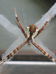 Argiope perforata