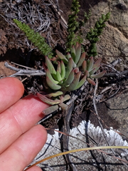 Crassula mollis