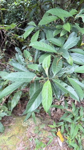 Psychotria asiatica, photograph 6