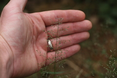 Eragrostis