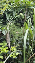 Asparagus cochinchinensis, photograph (c) Kiwi Shen, some rights reserved (CC BY)