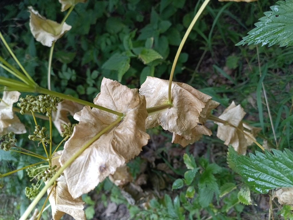 Smyrnium perfoliatum; photograph (c) Michal Honskus, some rights reserved (CC BY)