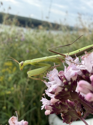 Image of Mantis religiosa by (c) Natasha March, some rights reserved (CC BY)