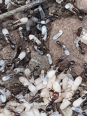 Image of Camponotus bugnioni