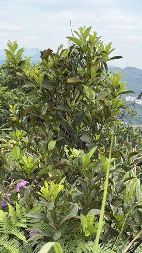 Itea oldhamii