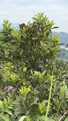 Itea oldhamii