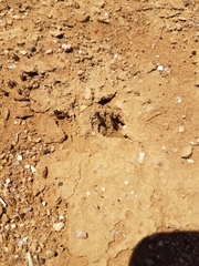Pogonomyrmex rugosus