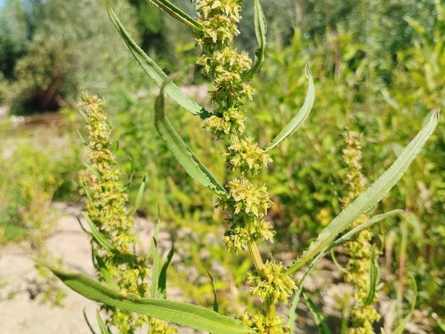 Rumex palustris