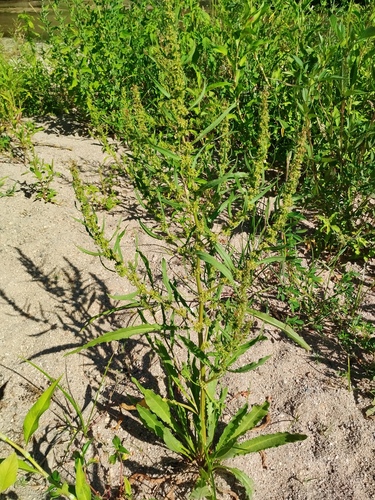 Rumex palustris, photograph 1