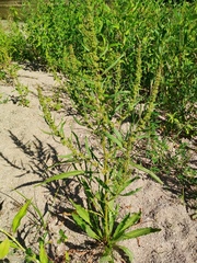 (c) Josep Gesti, some rights reserved (CC BY-SA) Rumex palustris, photograph (c) Josep Gesti, some rights reserved (CC BY-SA)