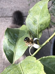 Xylocopa tabaniformis androleuca