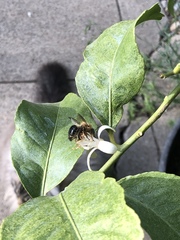 Xylocopa tabaniformis androleuca
