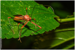 Ricolla quadrispinosa