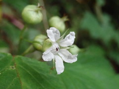Rubus trianthus
