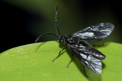 Phymatocera aterrima