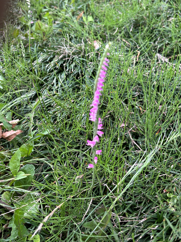 austral ladies'-tresses