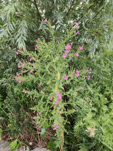 Great Willowherb