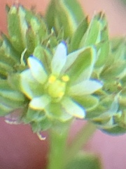 Polycarpon tetraphyllum tetraphyllum