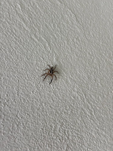 Pantropical Jumping Spider