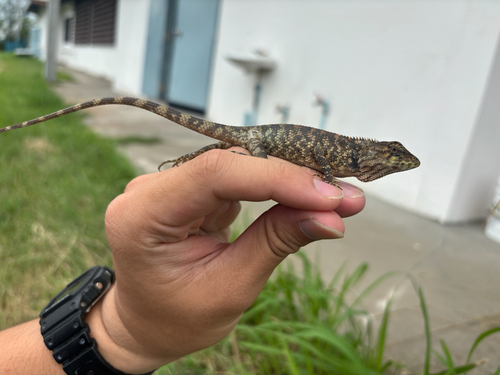 Calotes thailandensis