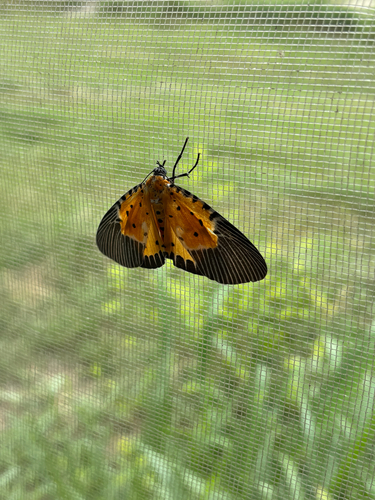Broad-winged Tiger Moth