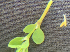 Polycarpon tetraphyllum tetraphyllum