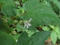 Rubus trianthus