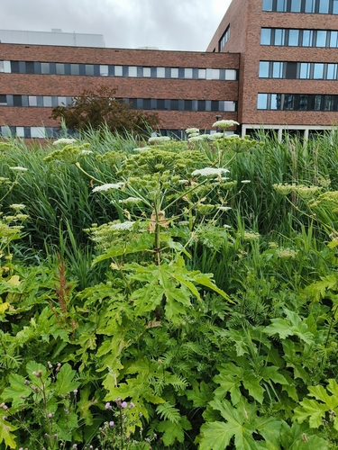 Giant Hogweed