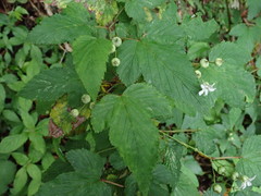 Rubus trianthus