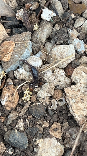 Scorpio fuscus