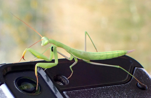 Image of Mantis religiosa by (c) Thomas Gyselinck, some rights reserved (CC BY)